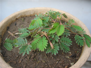 おじぎ草