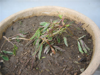 おじぎ草2